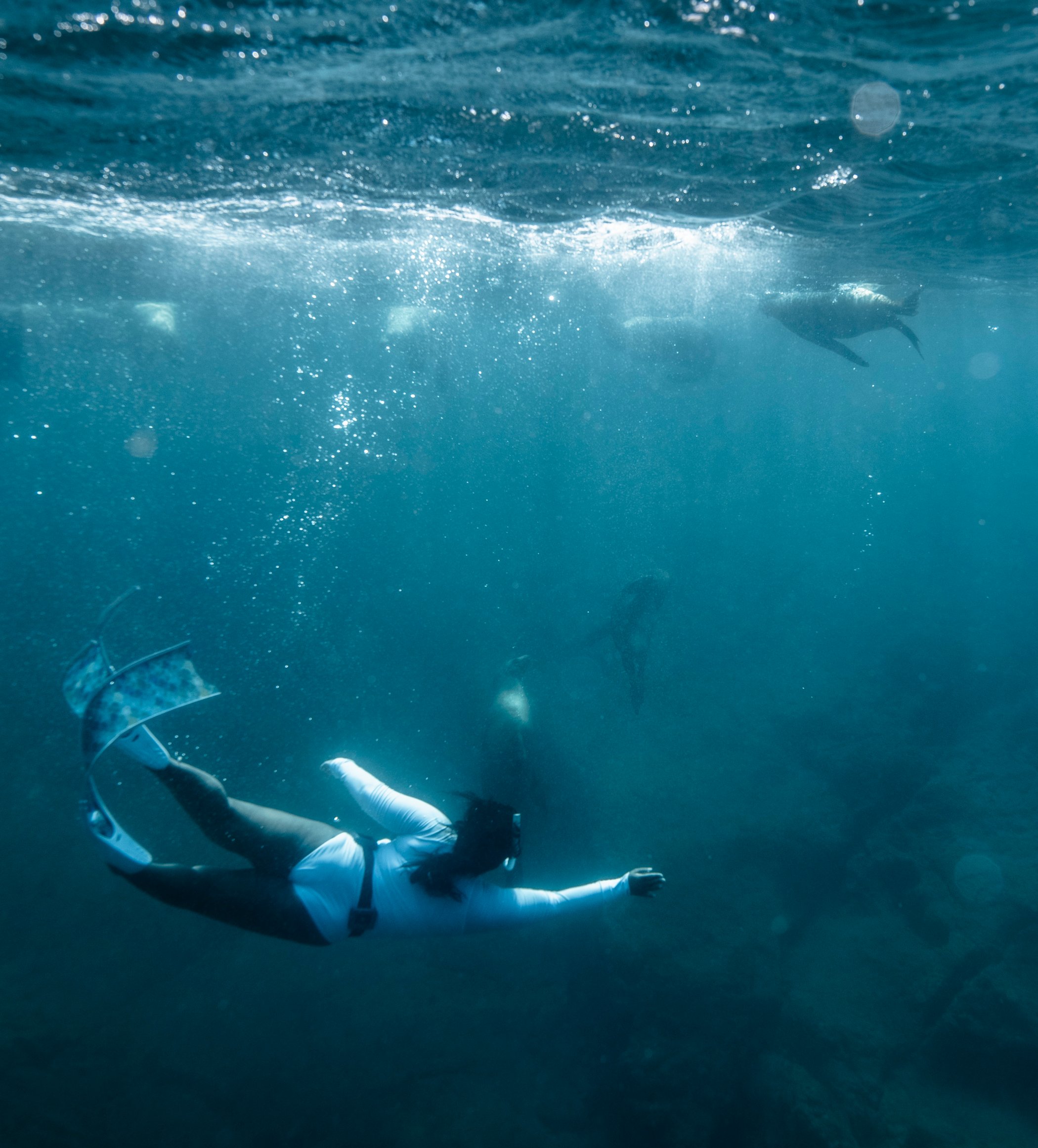 Freediving with sea lions